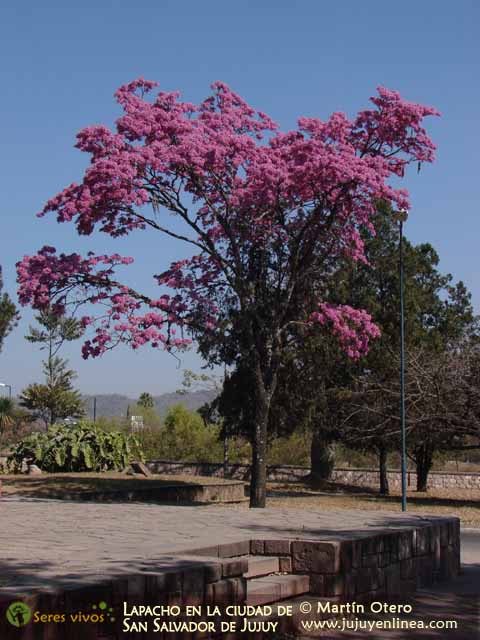 Lapacho en la ciudad de San Salvador de Jujuy