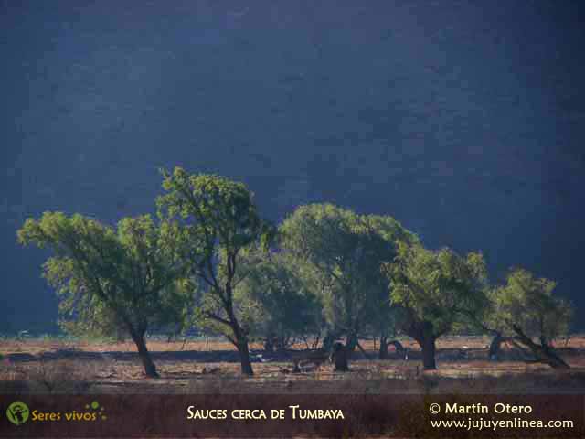 Sauces cerca de Tumbaya