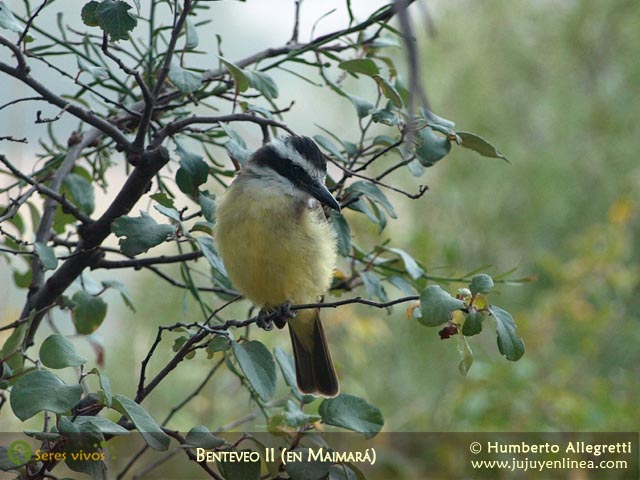 Benteveo II (en Maimará)