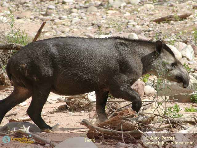 Tapir