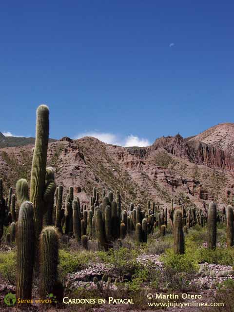 Cardones en Patacal