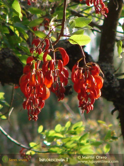 Inflorescencia 1