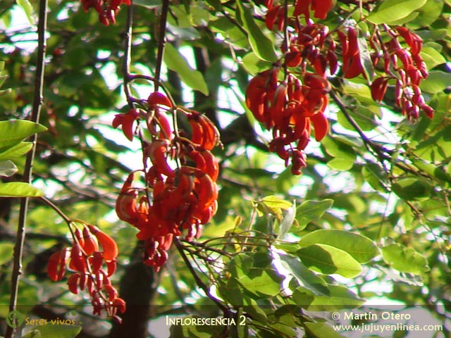 Inflorescencia 2