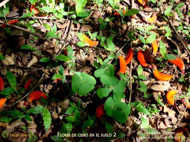 Flores de Ceibo en el suelo 2