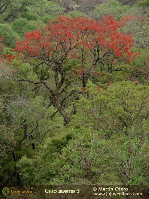 Ceibo silvestre 3