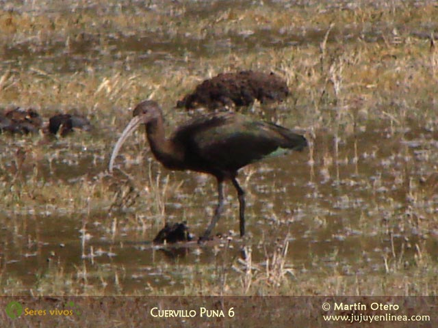 Cuervillo Puna 6