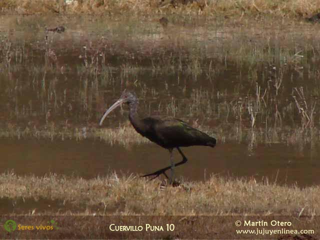 Cuervillo Puna 10