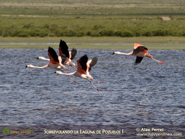 Sobrevolando Pozuelos I