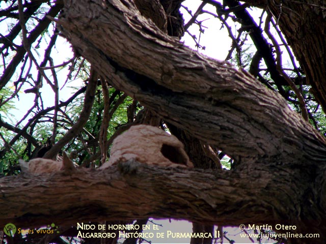 Nido de Hornero en el Algarrobo Histórico de Purmamarca II
