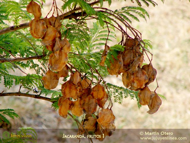 Jacarandá, frutos 1