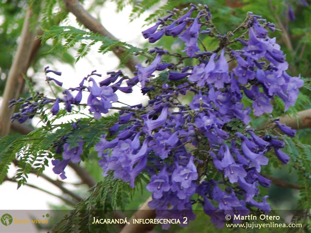 Jacarandá, inflorescencia 2