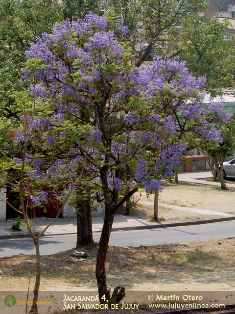 Jacarandá 4, San Salvador de Jujuy