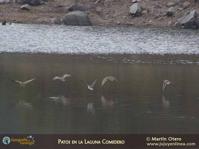 Patos en la Laguna Comedero
