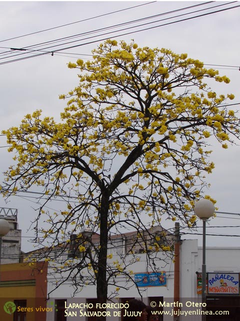 Lapacho florecido San Salvador de Jujuy