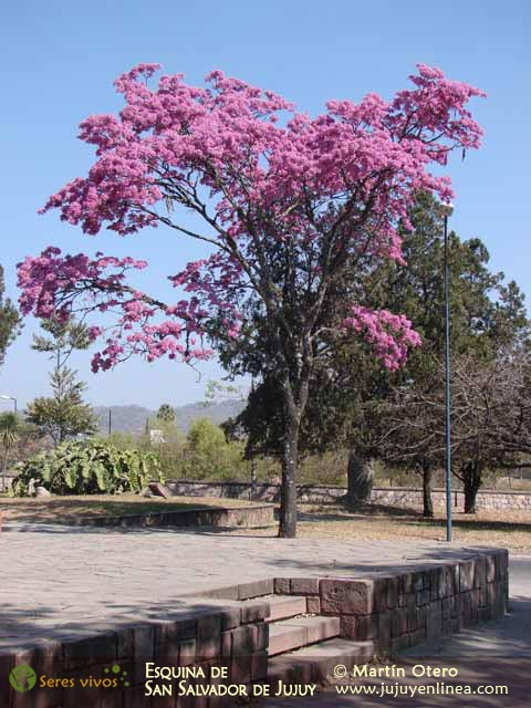 Lapacho rosado