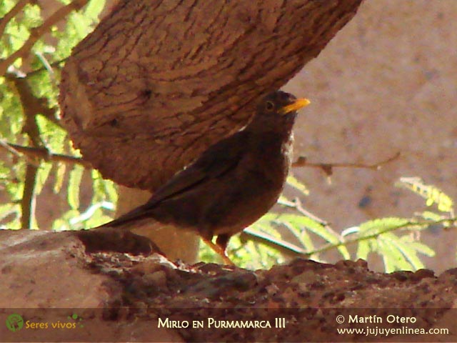 Mirlo en Purmamarca III