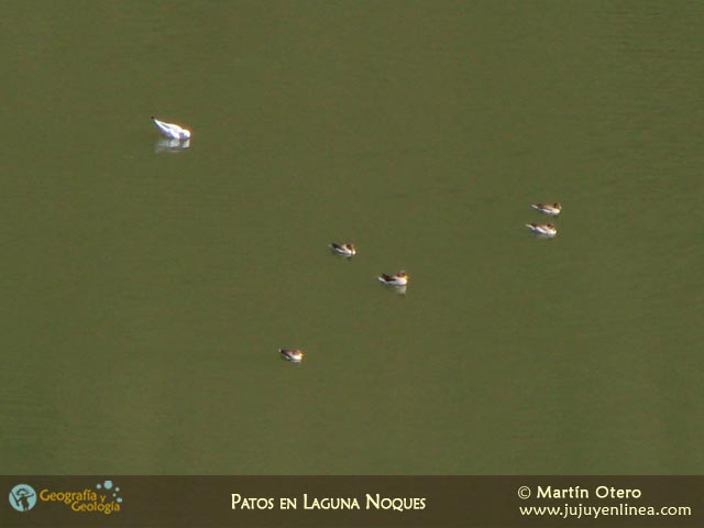 Patos en Laguna Noques