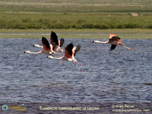 Flamencos sobrevolando la laguna