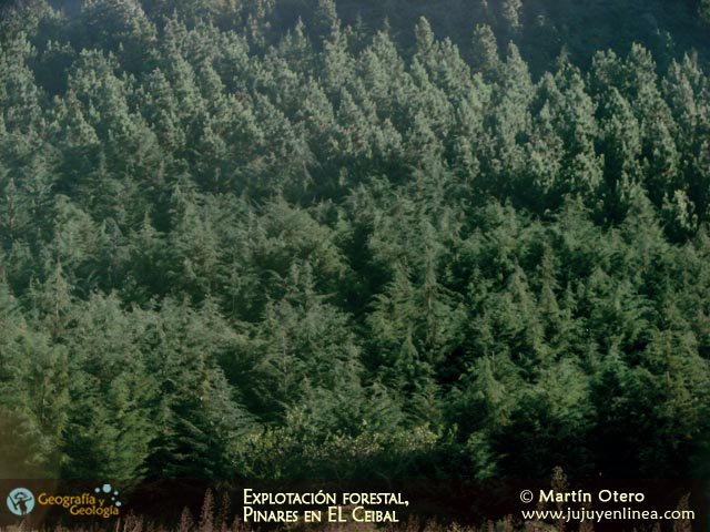 Explotación Forestal, Pinares en El Ceibal