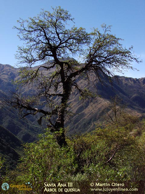 Santa Ana III Árbol de Queñua