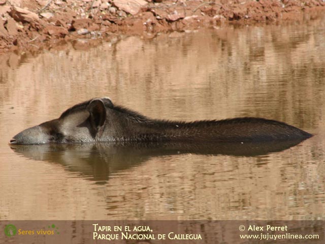 Tapir en el agua, Parque Nacional Calilegua