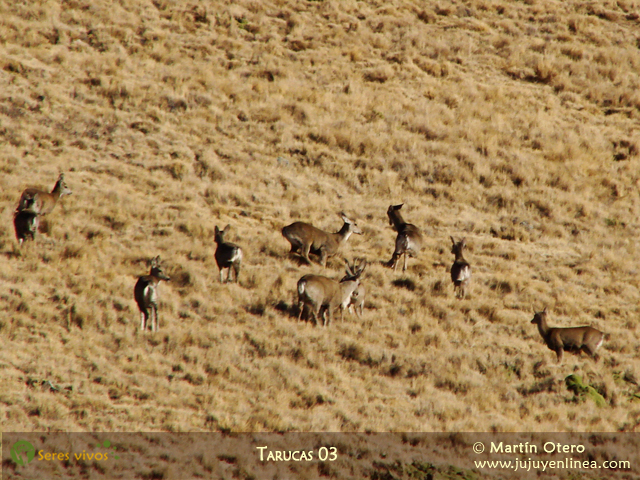 Tarucas 03