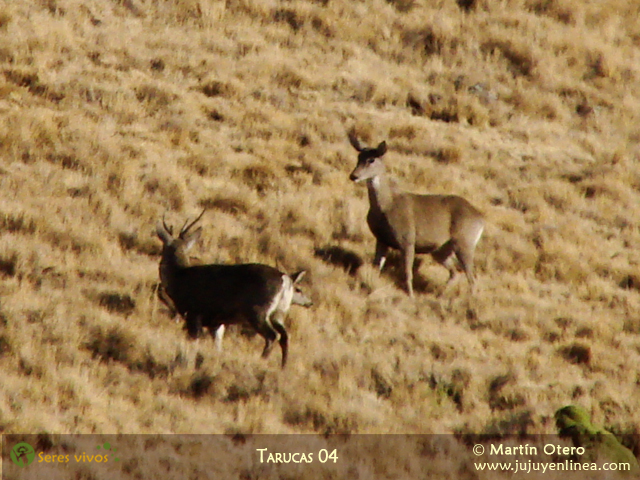 Tarucas 04