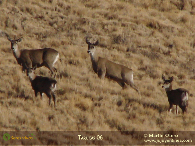 Tarucas 06