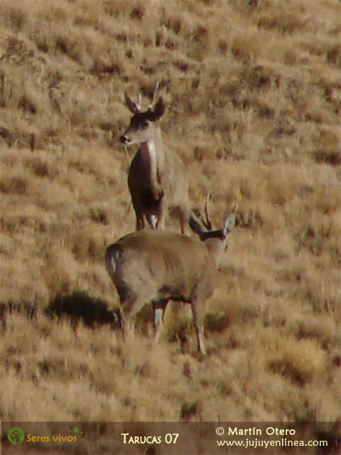 Tarucas 07