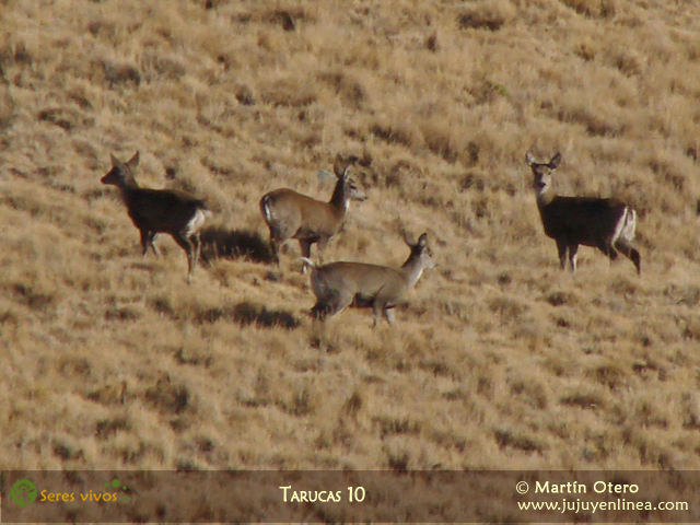 Tarucas 10