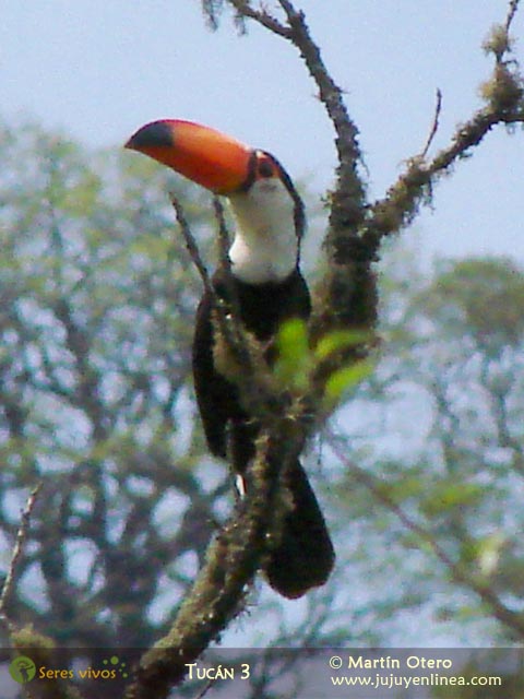 Tucán 3