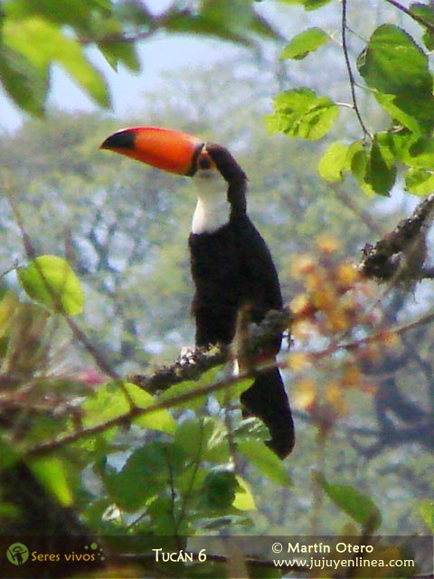 Tucán 6