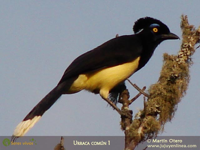 Urraca común