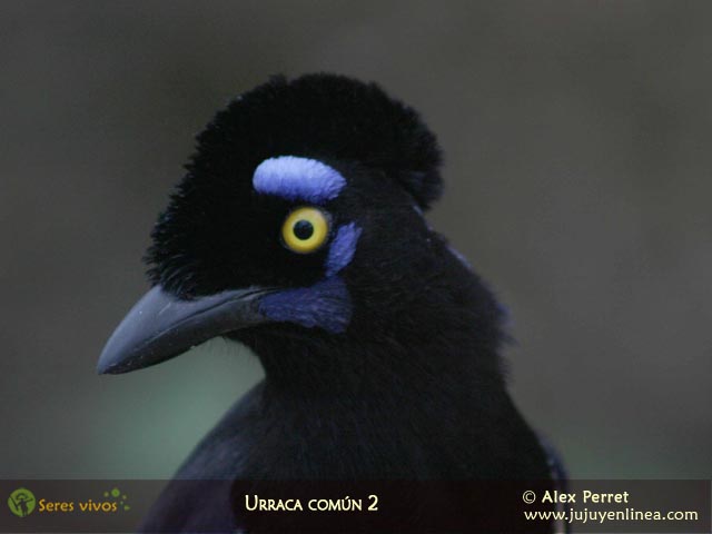 Urraca Común 2