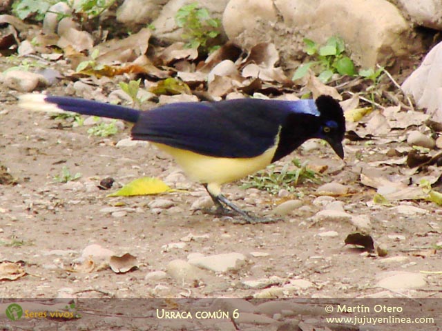 Urraca Común 6