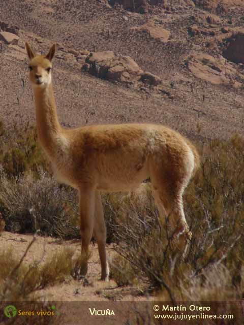 Vicuña