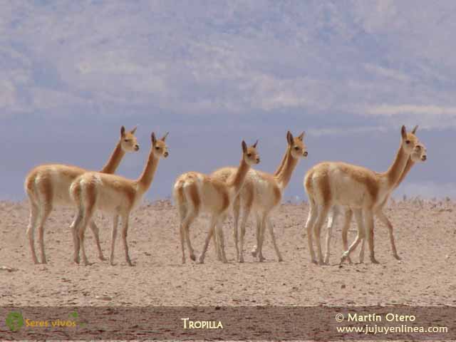 Tropilla