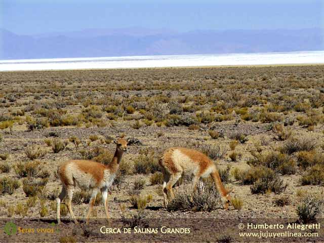 Cerca de Salinas Grandes