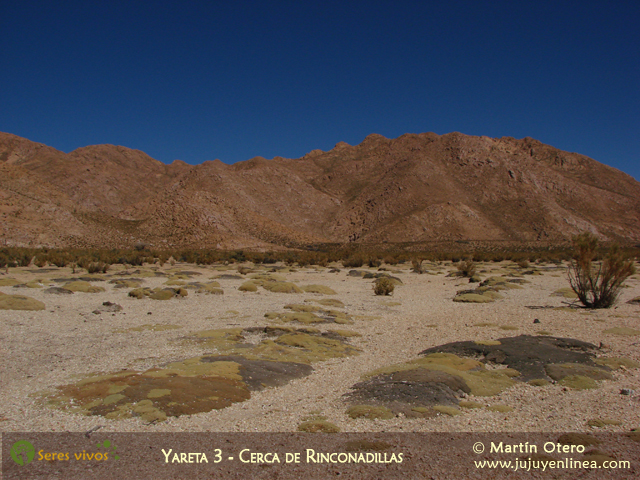 Yareta 3 - Cerca de Rinconadillas