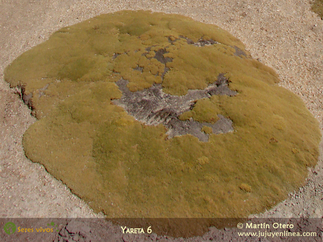 Yareta 6