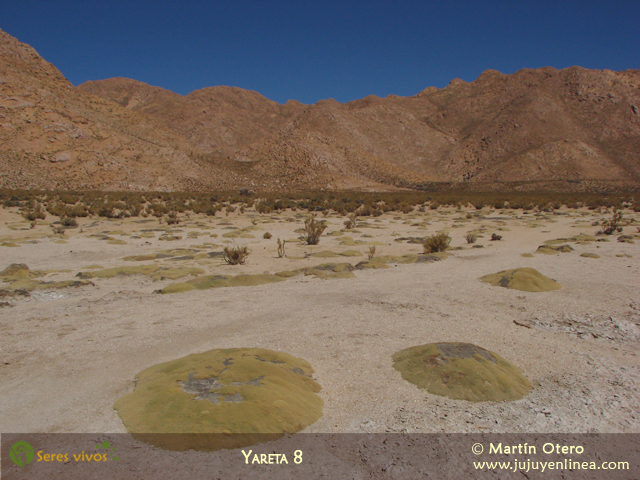 Yareta 8