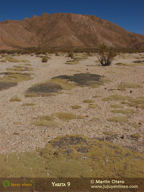 Yareta 9