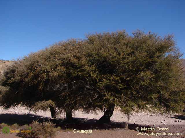 Árboles de Jujuy