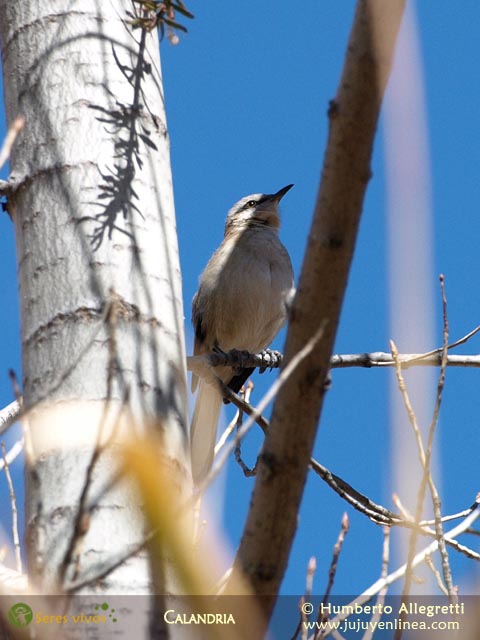 Calandria