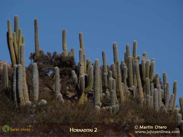Hornaditas 2