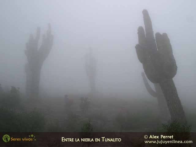 Entre la niebla en Tunalito