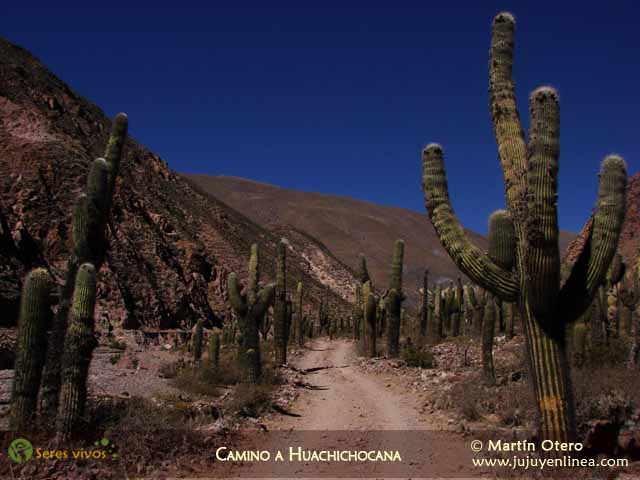 Cardón