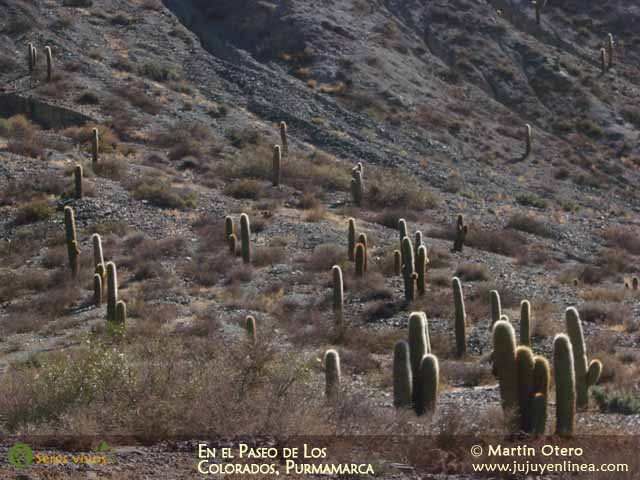 En el Paseo de Los Colorados, Purmamarca