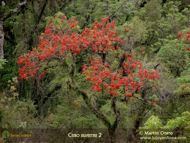 Ceibo silvestre 2