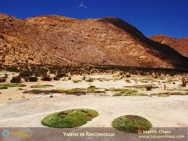 Yaretas en Rinconadillas